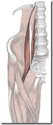 172px-Gray430_Psoas_Major